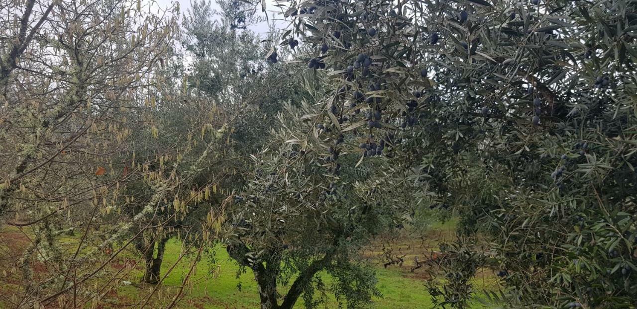 Zn Lodge فيداغو المظهر الخارجي الصورة